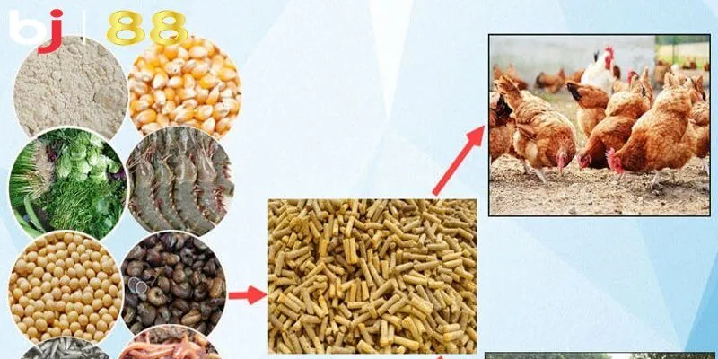 Cách làm gà đá lì đòn với chế độ dinh dưỡng hợp lý