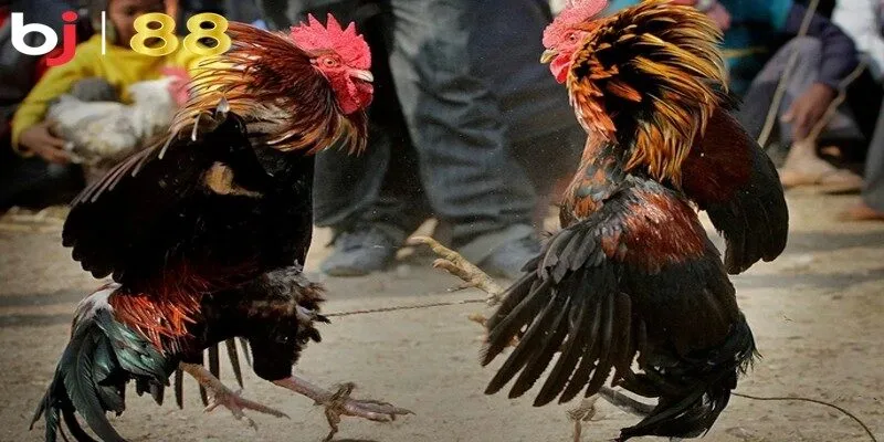 Đánh giá gà chọi campuchia có tốt không dựa trên nguồn gốc gia phả